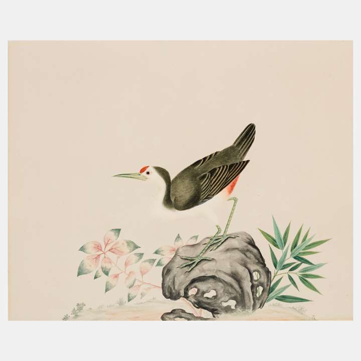 A Study of a White-breasted Waterhen, Amaurornis phoenicurus